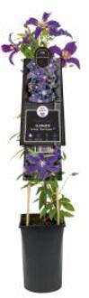Express Blauwe bosrank (Clematis "SoMany® Blue Flowers" PBR) klimplant