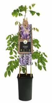 Express Blauwe regen (Wisteria Sinensis) klimplant