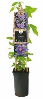 Express Clematis Barbara Jackman - bosrank 75 cm