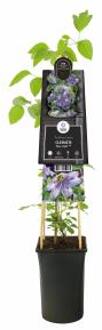 Express Clematis 'Blue Light' PBR - blauwe Bosrank 70 cm