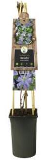 Express Clematis Prince Charles - bosrank 75 cm