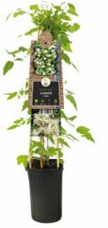 Express Crème bosrank (Clematis vitalba) klimplant