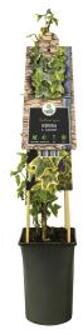 Express Geelbonte klimop (Hedera helix "Goldchild") klimplant