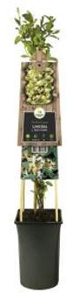 Express Japanse kamperfoelie (Lonicera Japonica "Hall's Prolific") klimplant