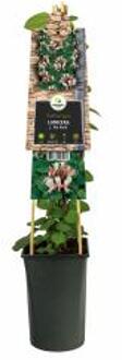 Express Japanse kamperfoelie (Lonicera Japonica "Red World") klimplant