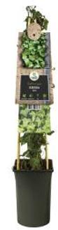 Express Kleinbladige klimop (Hedera helix) klimplant