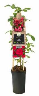 Express Klimroos (Rosa "Heidelberg") klimplant