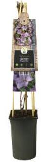 Express Lila bosrank (Clematis "Margaret Hunt") klimplant