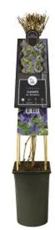 Express Paarse bosrank (Clematis alpina "Helsingborg") klimplant