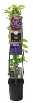 Express Paarse bosrank (Clematis "Jackmanii") klimplant 120 cm