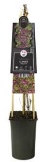 Express Paarse bosrank (Clematis "Octopus" PBR) klimplant