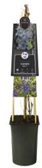 Express Paarse bosrank (Clematis "Spiky" PBR) klimplant