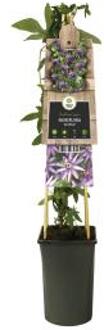 Express Paarse passiebloem (Passiflora "Amethyst") klimplant