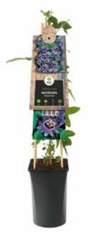 Express Paarse passiebloem (Passiflora "Purple Haze") klimplant