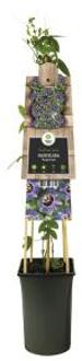 Express Paarse passiebloem (Passiflora "Purple Rain") klimplant