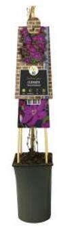 Express Rode bosrank (Clematis "Ernest Markham") klimplant