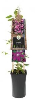 Express Rode bosrank (Clematis "Rouge Cardinal") klimplant 120 cm