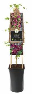 Express Rode bosrank (Clematis viticella "purpurea plena elegans") klimplant