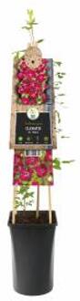 Express Rode bosrank (Clematis viticella "Rubra") klimplant