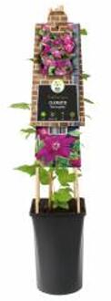 Express Rode bosrank (Clematis "Westerplatte") klimplant