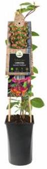 Express Rood gele kamperfoelie (Lonicera heckrottii "Goldflame") klimplant