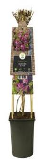 Express Roze bosrank (Clematis alpina "Ruby") klimplant