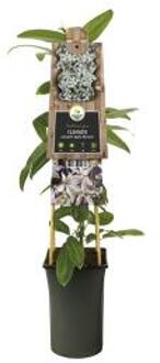 Express Roze bosrank (Clematis armandii "Apple Blossom") klimplant