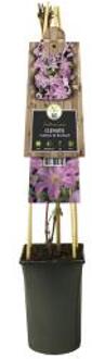 Express Roze bosrank (Clematis "Comtesse de Bouchaud") klimplant