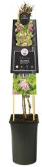 Express Roze bosrank (Clematis "Country Rose" PBR) klimplant