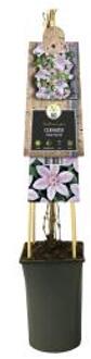 Express Roze bosrank (Clematis "John Paul II") klimplant