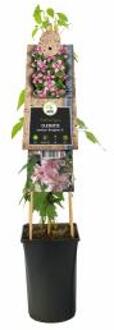 Express Roze bosrank (Clematis montana "Broughton Star") klimplant