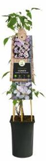 Express Roze bosrank (Clematis montana "Pink Perfection") klimplant
