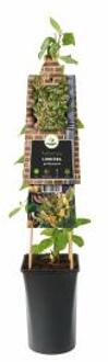 Express Wilde kamperfoelie wit (Lonicera periclymenum) klimplant