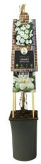 Express Witte bosrank (Clematis "Guernsey Cream") klimplant