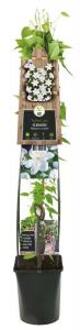 Express Witte bosrank (Clematis "Madame le Coultre") klimplant 120 cm