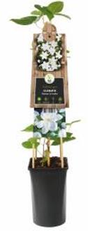 Express Witte bosrank (Clematis "Madame le Coultre") klimplant 70 cm