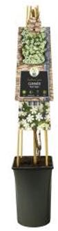 Express Witte bosrank (Clematis "Paul Farges") klimplant