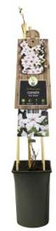 Express Witte bosrank (Clematis "Snow Queen") klimplant