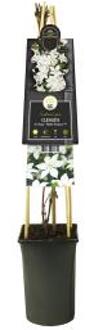Express Witte bosrank (Clematis "SoMany® White Flowers" PBR) klimplant
