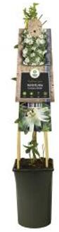 Express Witte passiebloem (Passiflora caerulea "Constance Elliot") klimplant