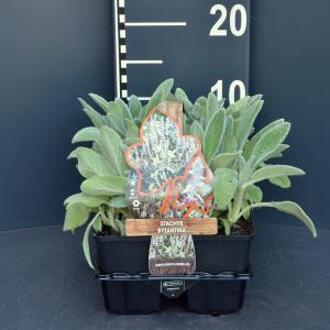 Ezelsoor (stachys byzantina) bodembedekker - 4-pack - 1 stuks