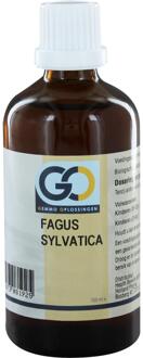 Fagus Sylvatica 100 ml