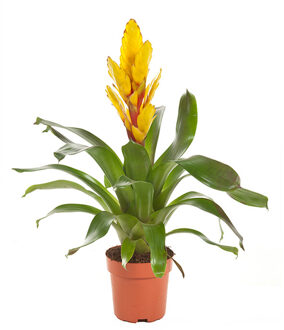 Fakkelbromelia (Vriesea Intenso Geel) P 12 cm