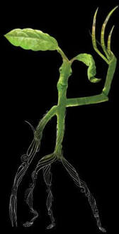 Fantastic Beasts Tribal Bowtruckle dames t-shirt - Zwart - 3XL