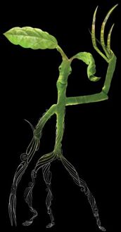 Fantastic Beasts Tribal Bowtruckle t-shirt - Zwart - 5XL