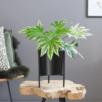 Fatsia Japonica Variegata - Vingerplant - P17