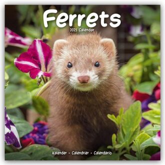 Ferrets Calendar 2025 Square Animal Wall Calendar - 16 Month - Browntrout Wandkalender - Avonside Publishing Ltd