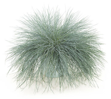 Festuca Intense Blue XL - P 23 cm