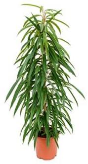 Ficus alii S kamerplant