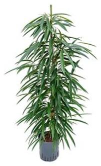 Ficus alii toef M hydrocultuur plant